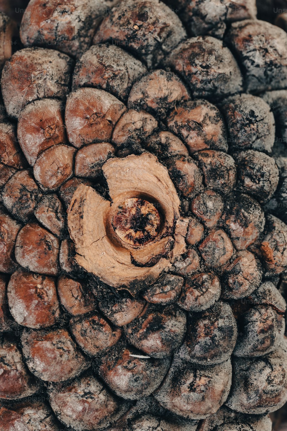 um close up de uma pinha com uma noz no centro