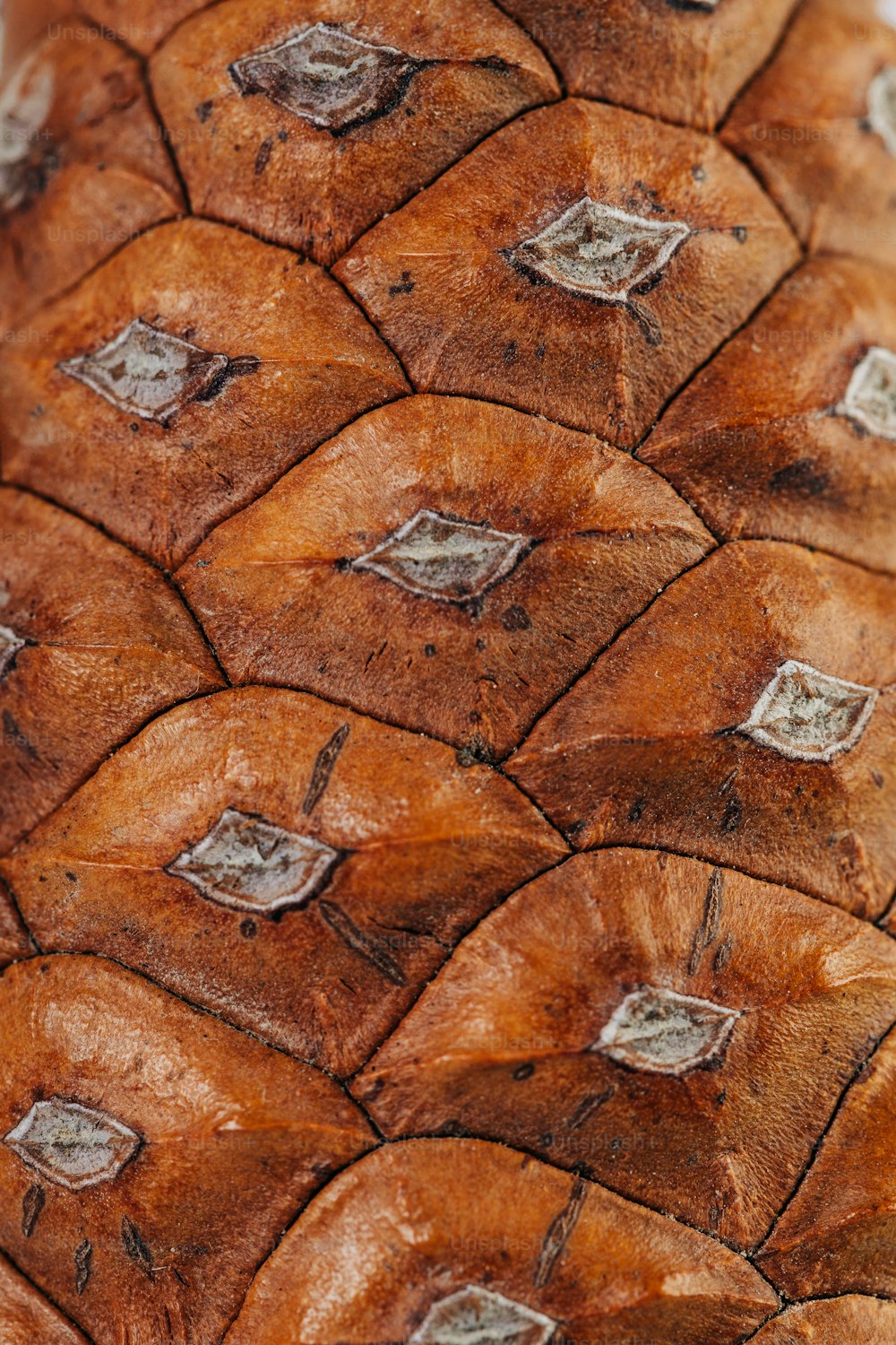 a close up of a piece of bread