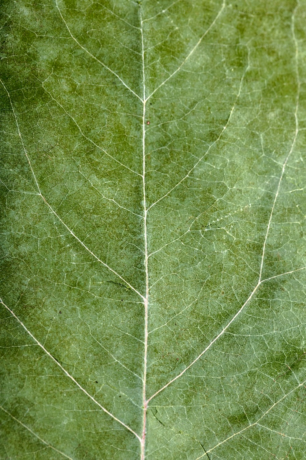 um close up de uma folha verde