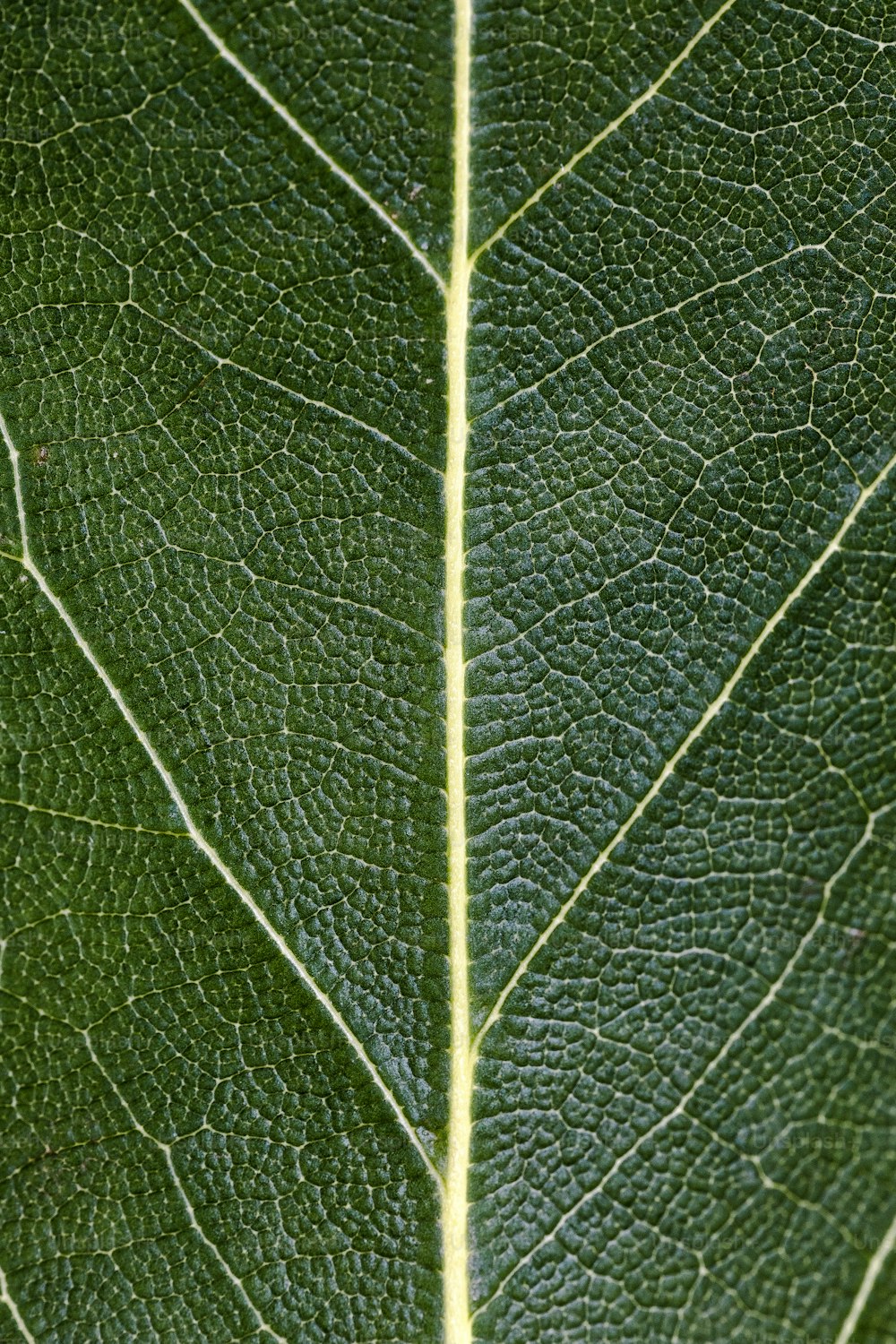 a close up view of a green leaf