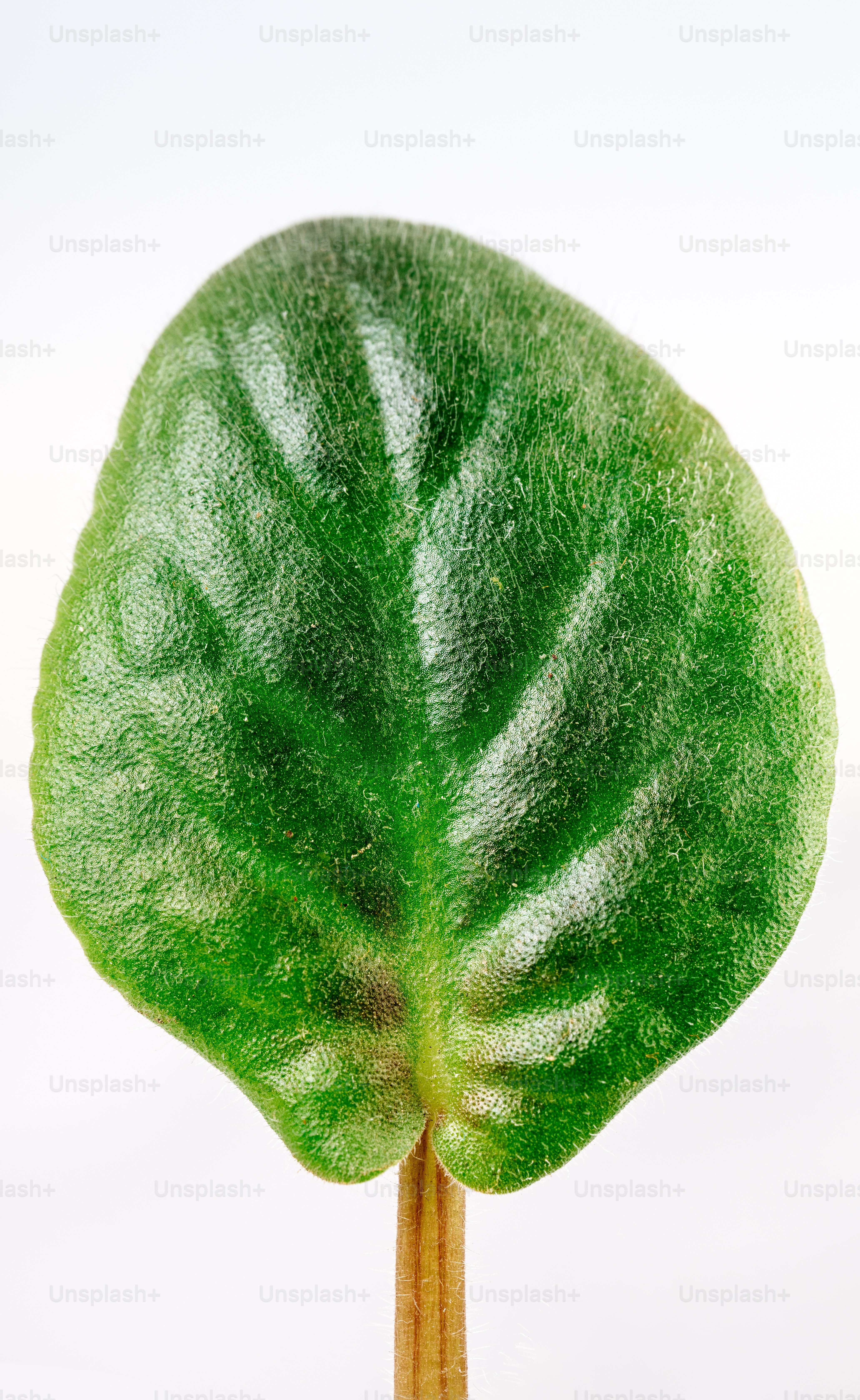 leaf texture