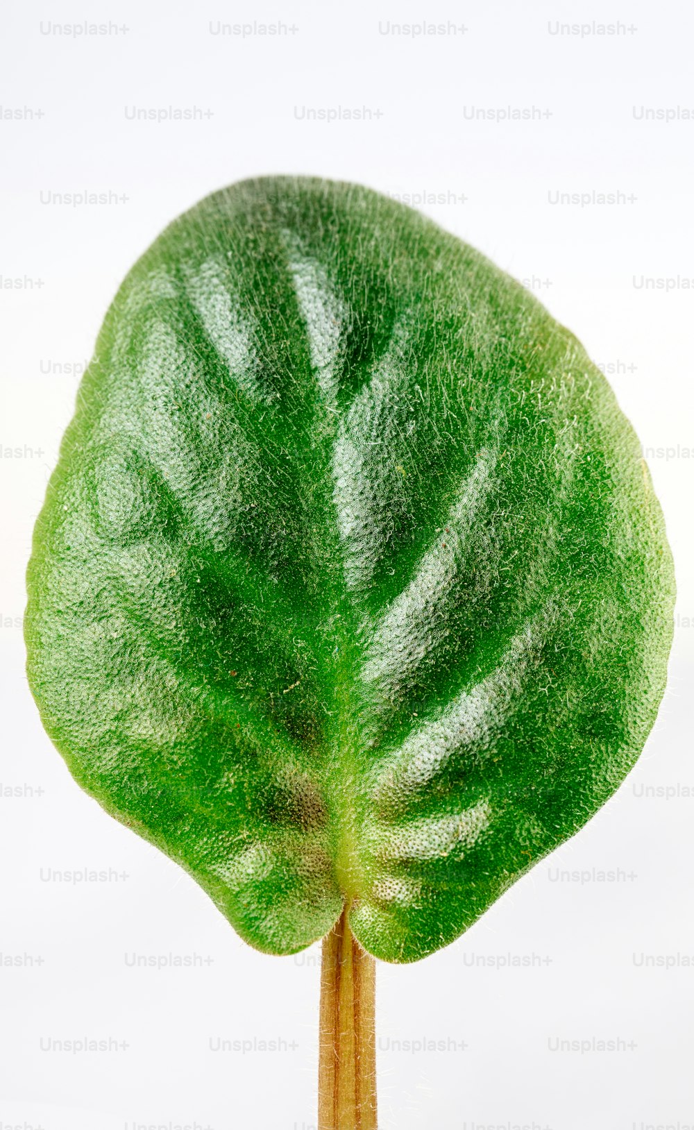 a close up of a green leaf on a white background