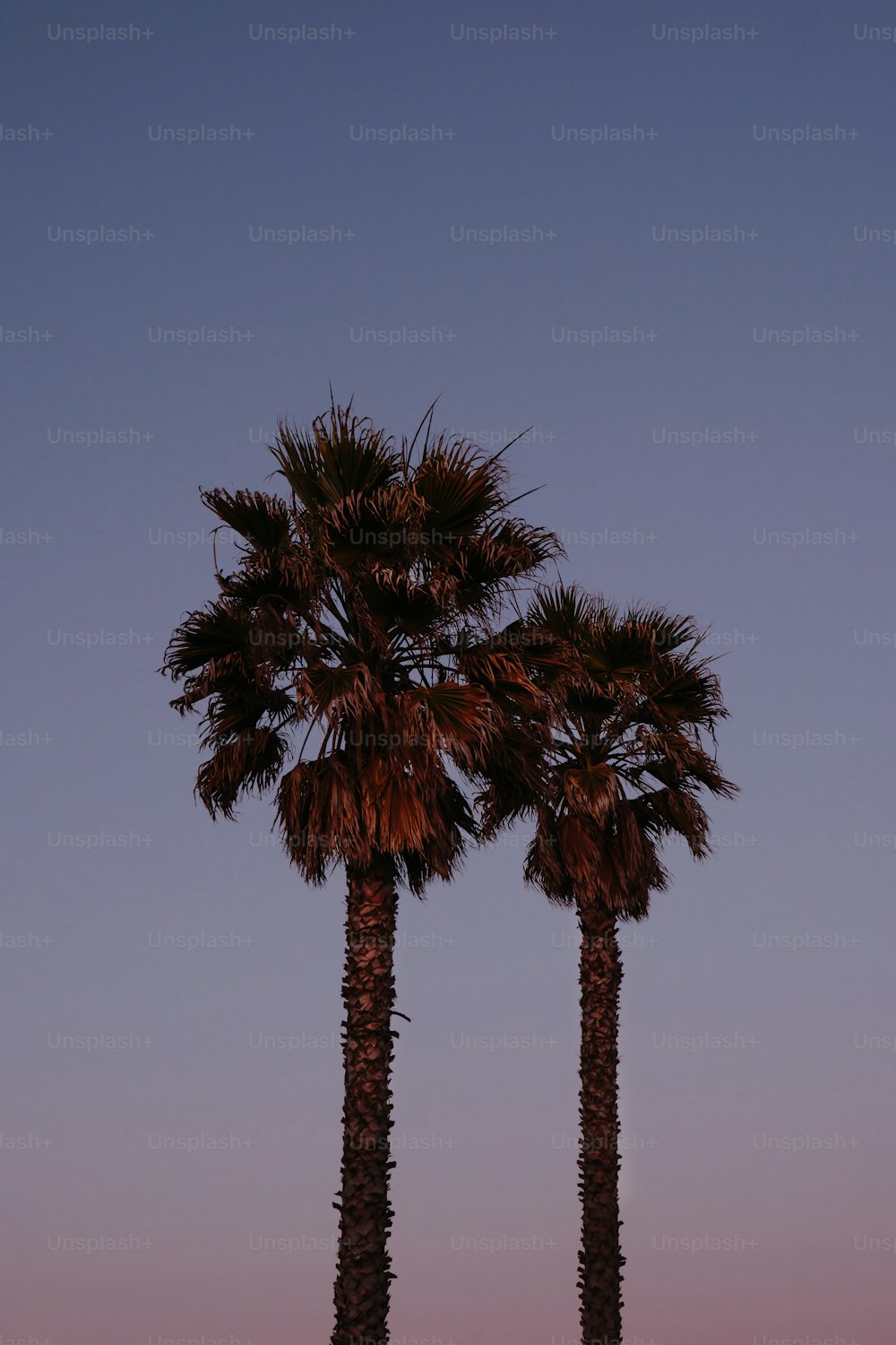un couple de palmiers debout l’un à côté de l’autre