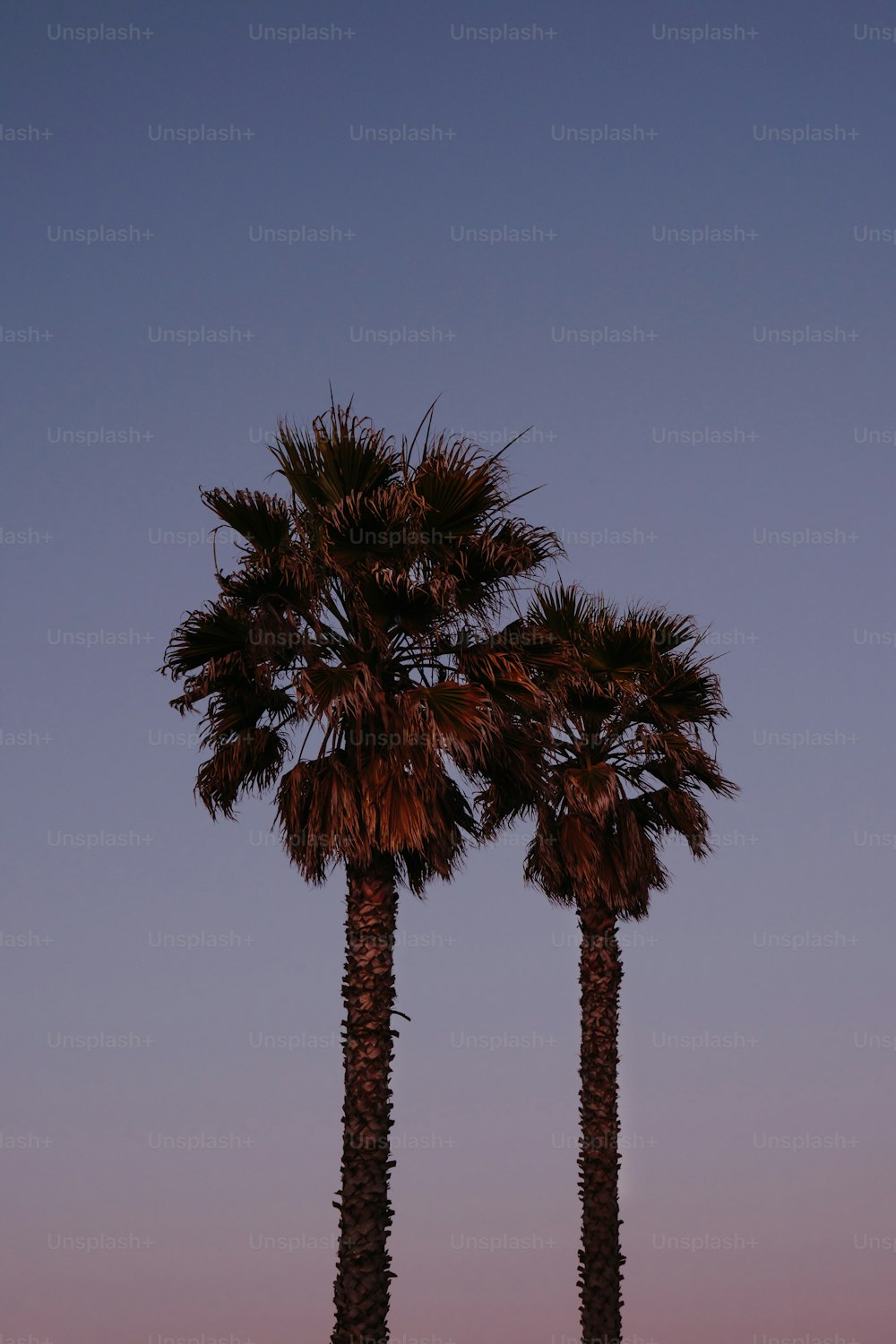 a couple of palm trees standing next to each other