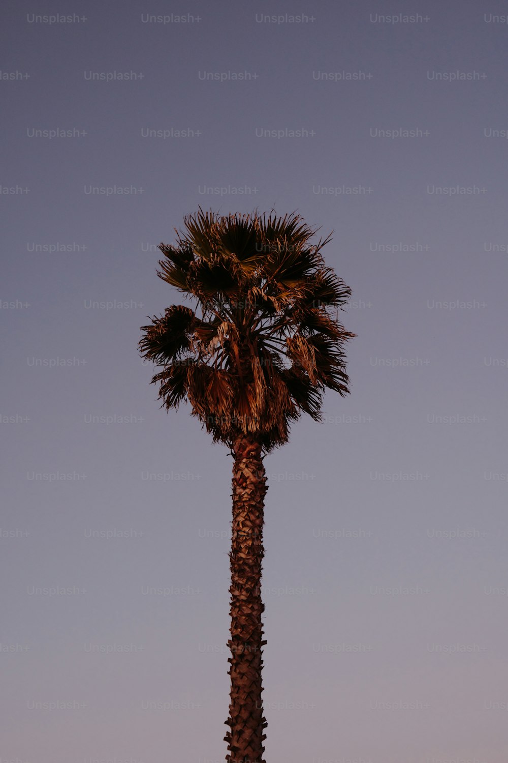 uma palmeira alta em pé no meio de um campo