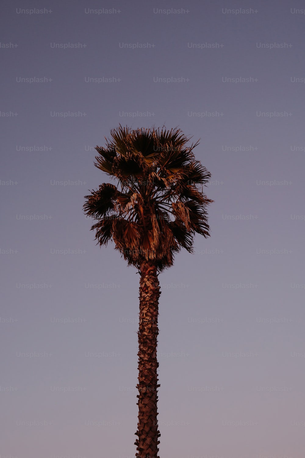 a tall palm tree standing in the middle of a field