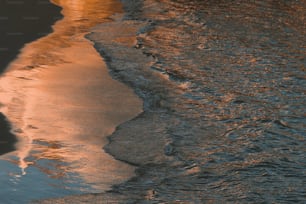 a bird standing on a beach next to the ocean