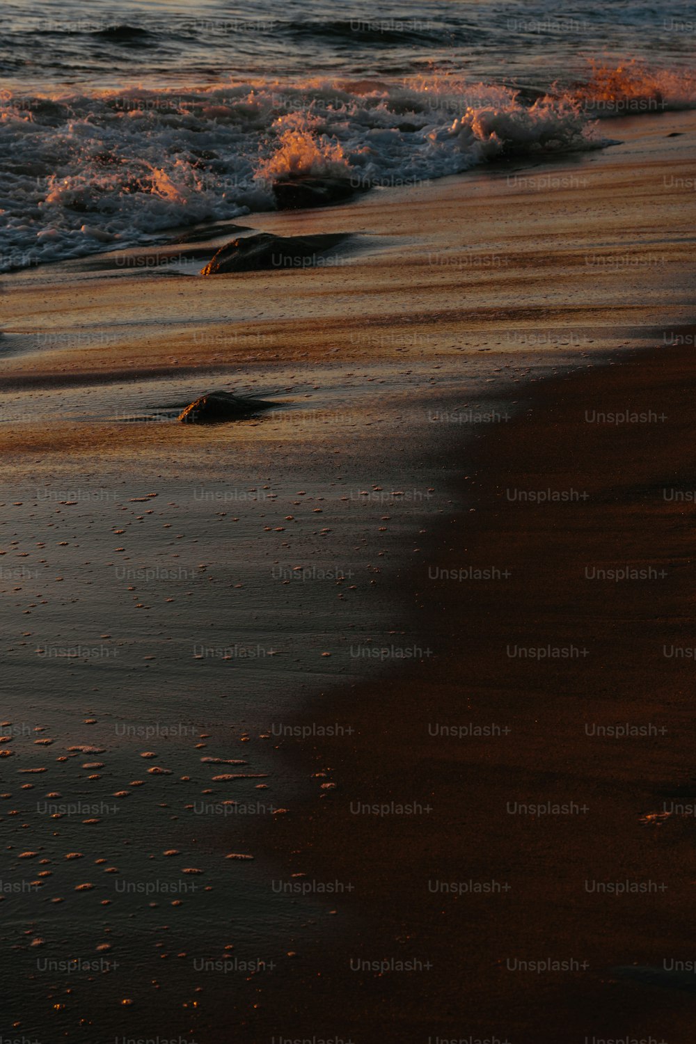 Un uccello in piedi su una spiaggia vicino all'oceano