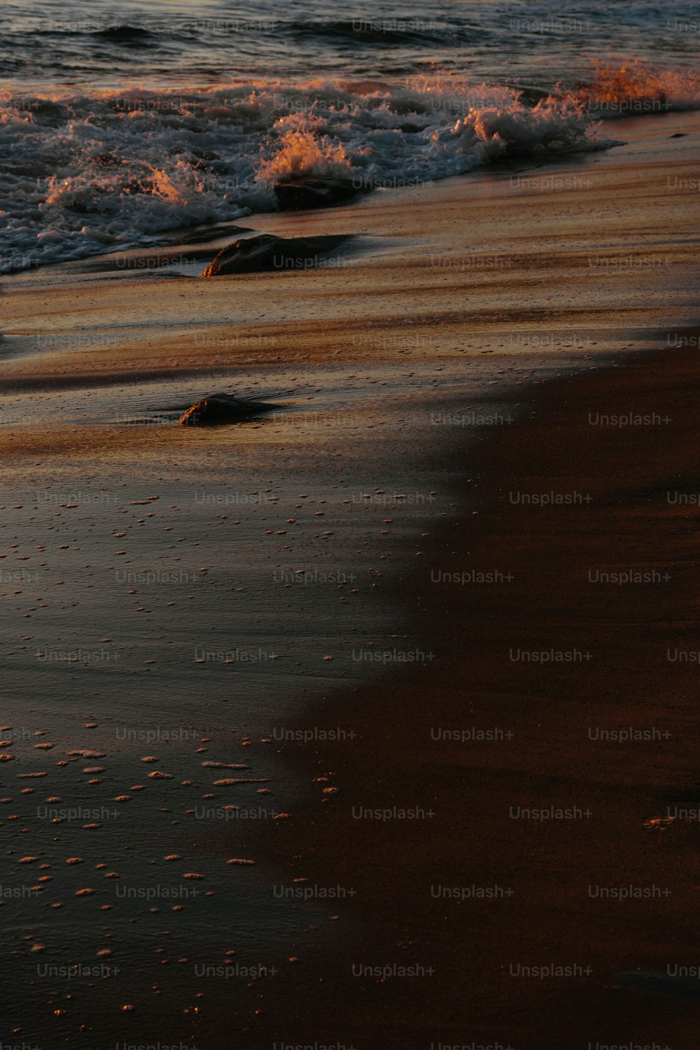 a bird standing on a beach next to the ocean