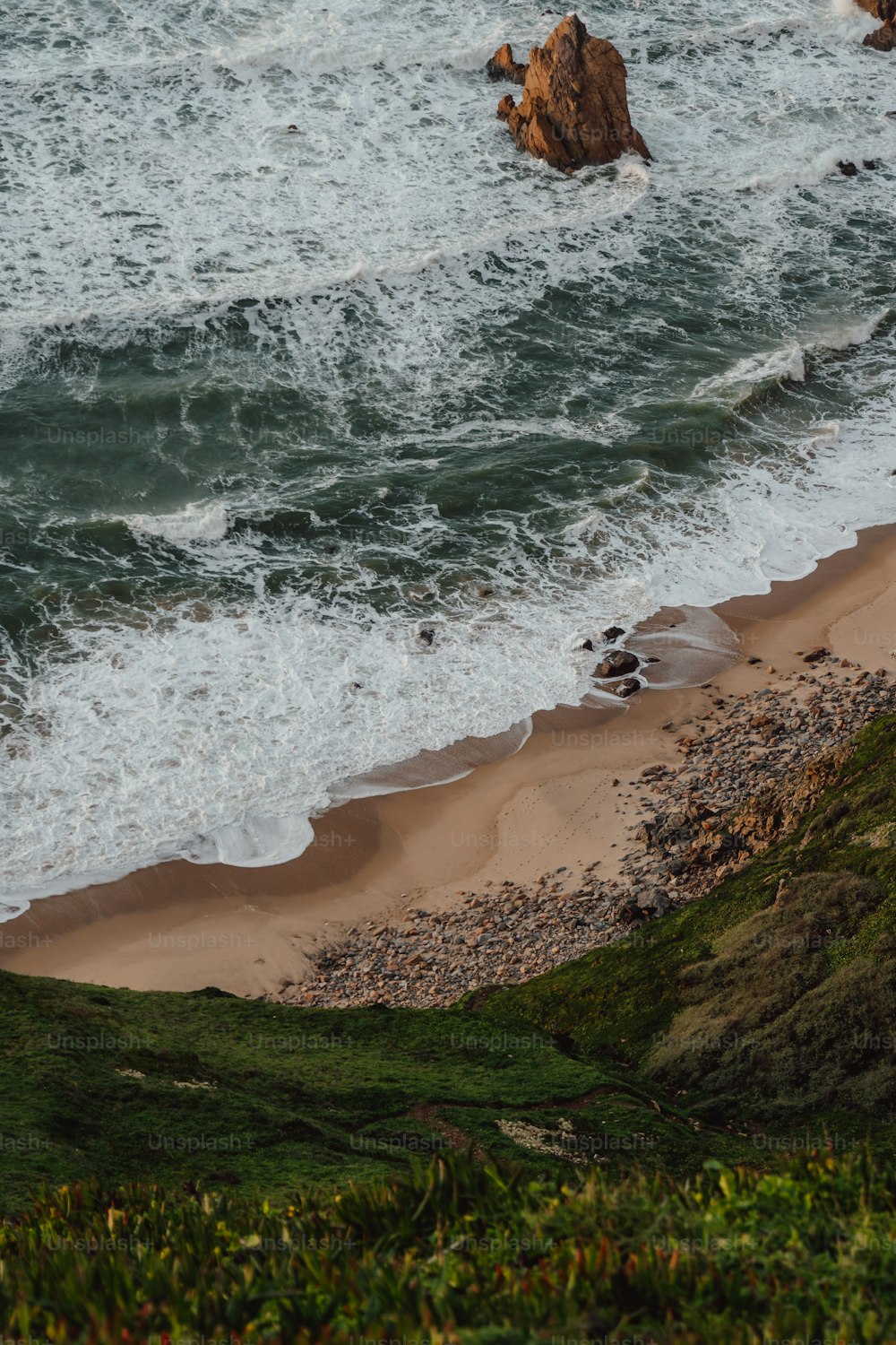 a bird standing on a beach next to the ocean