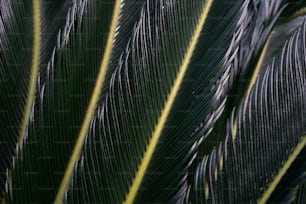 a close up of a large green leaf