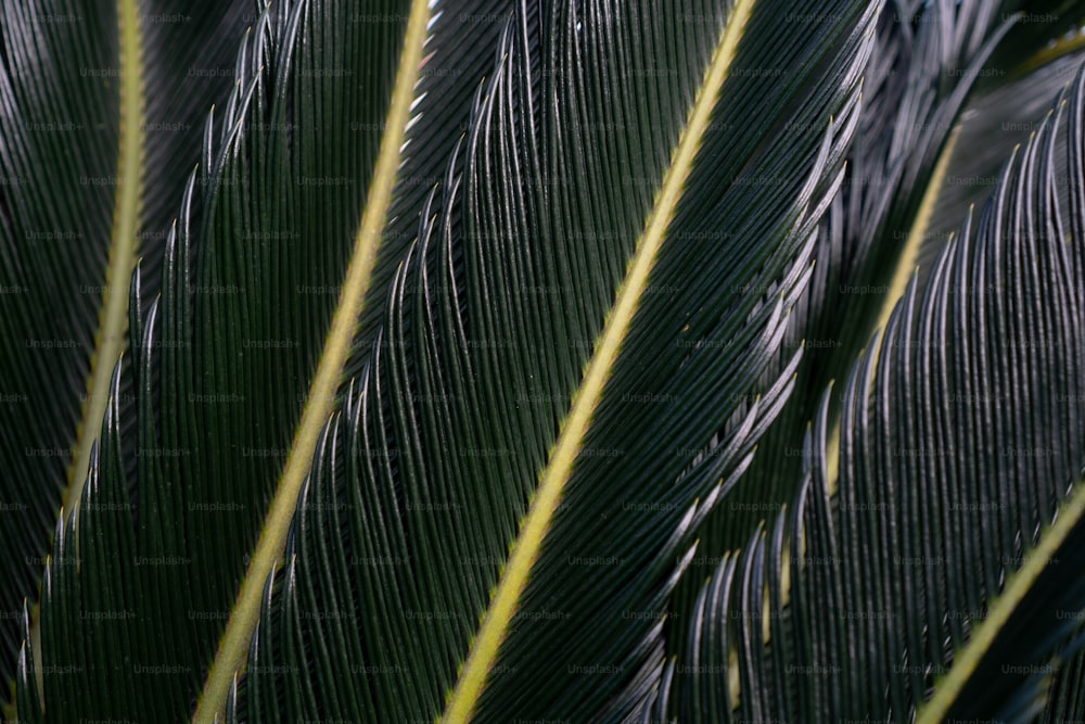 a close up of a large green leaf