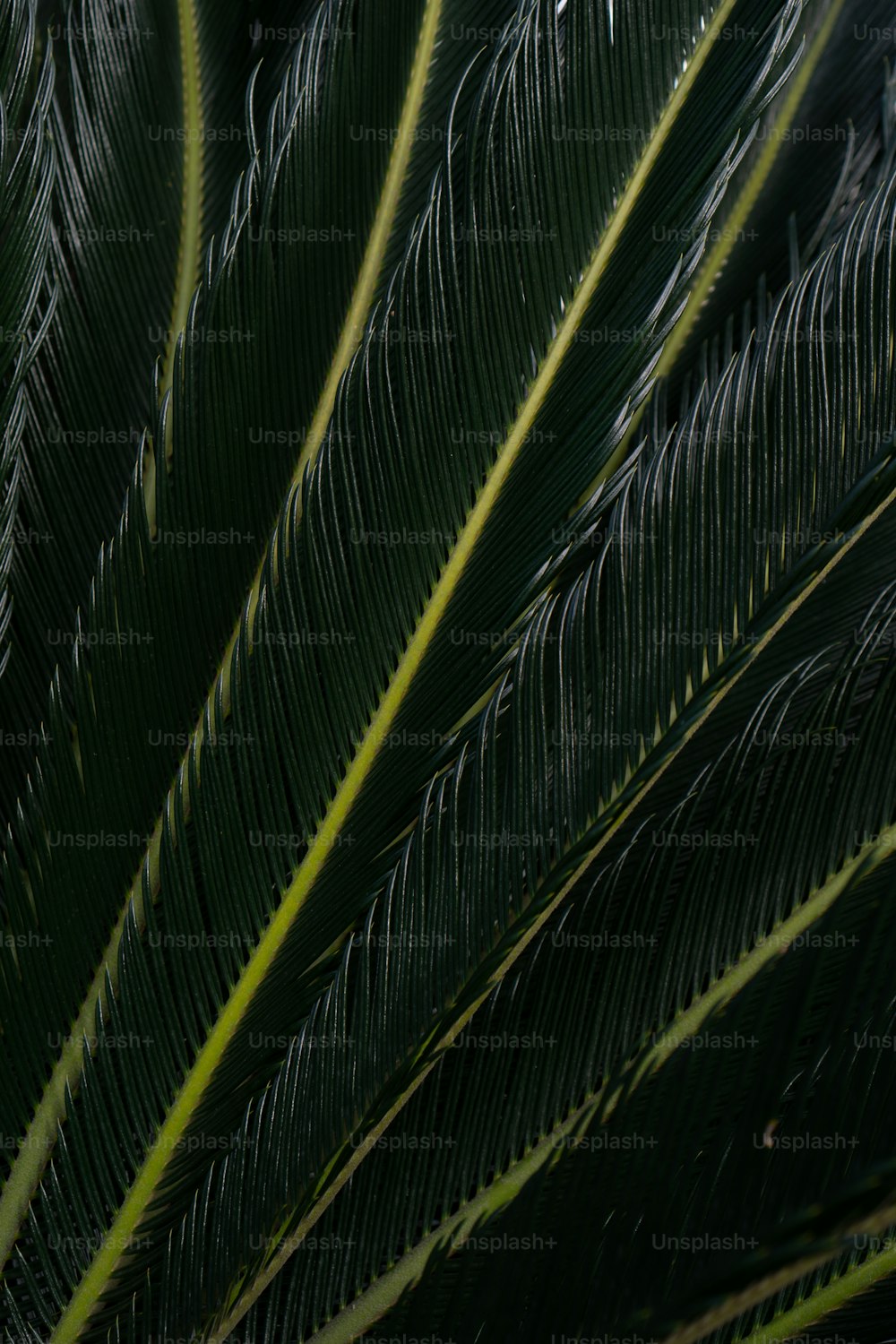 a close up of a large green leaf