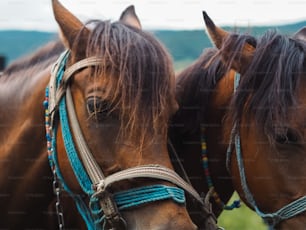 two brown horses standing next to each other