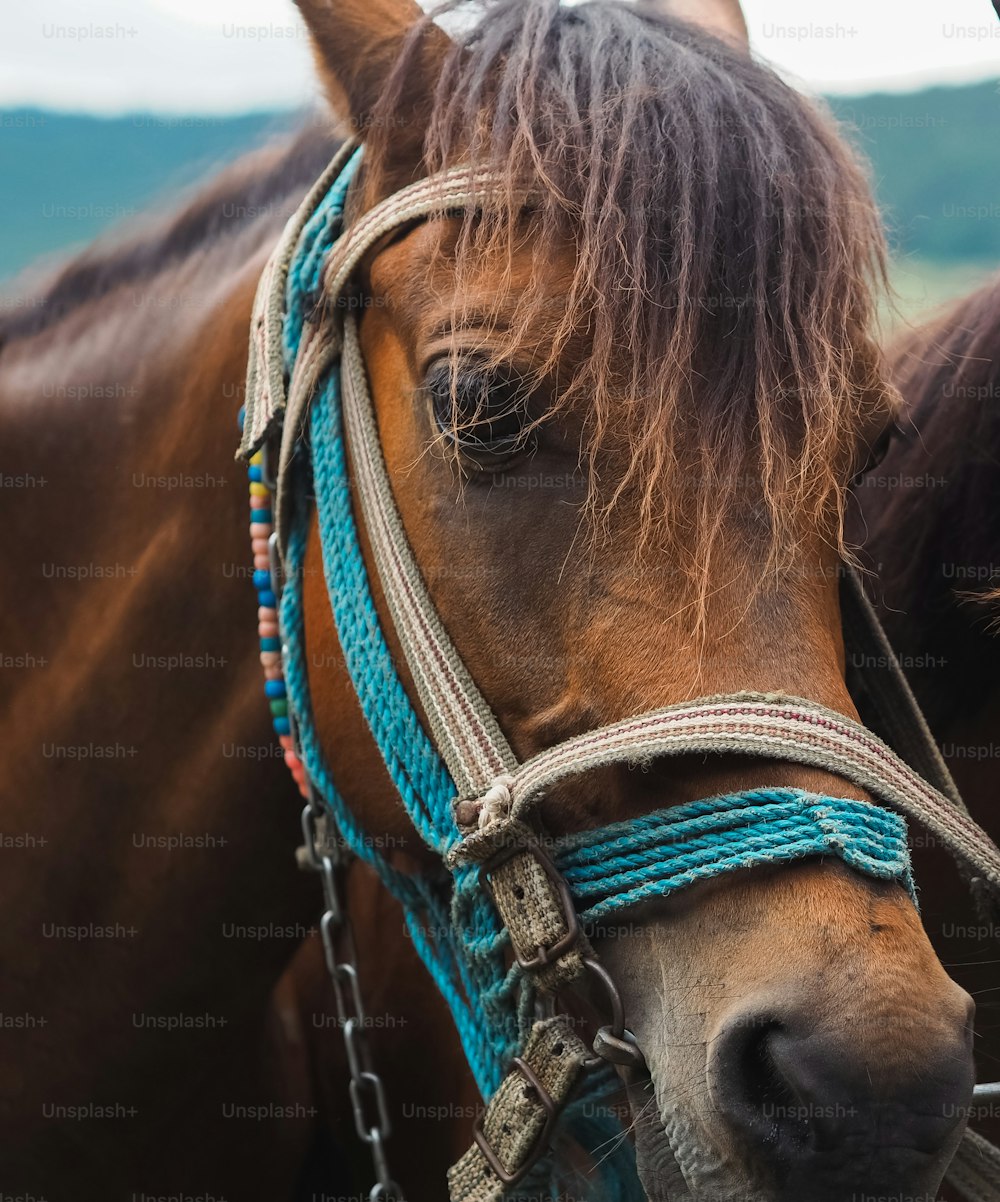 a close up of a horse wearing a bridle