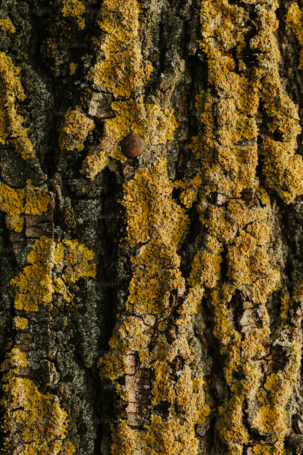 a close up of a tree trunk with yellow moss