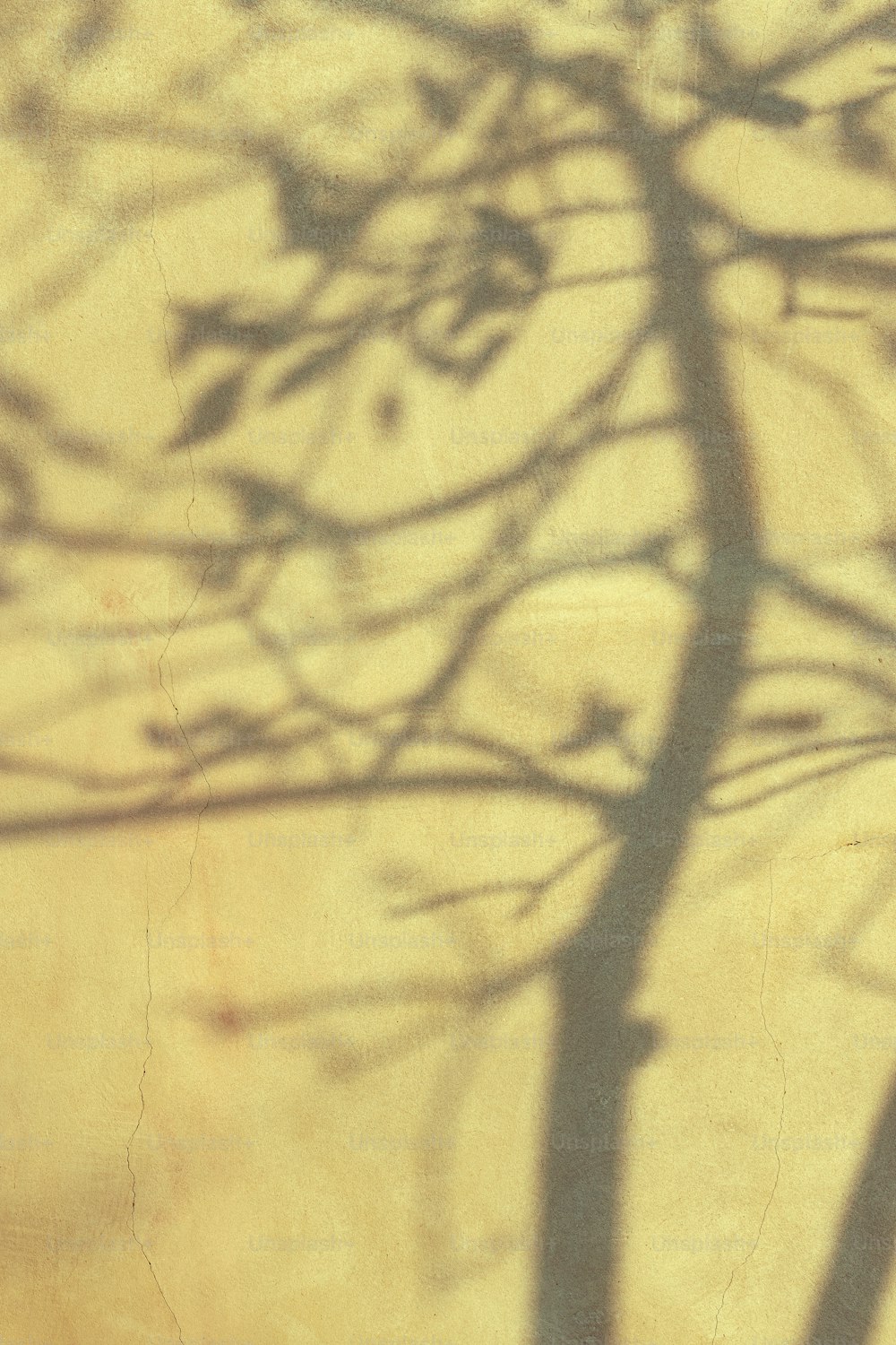 a shadow of a tree on a wall