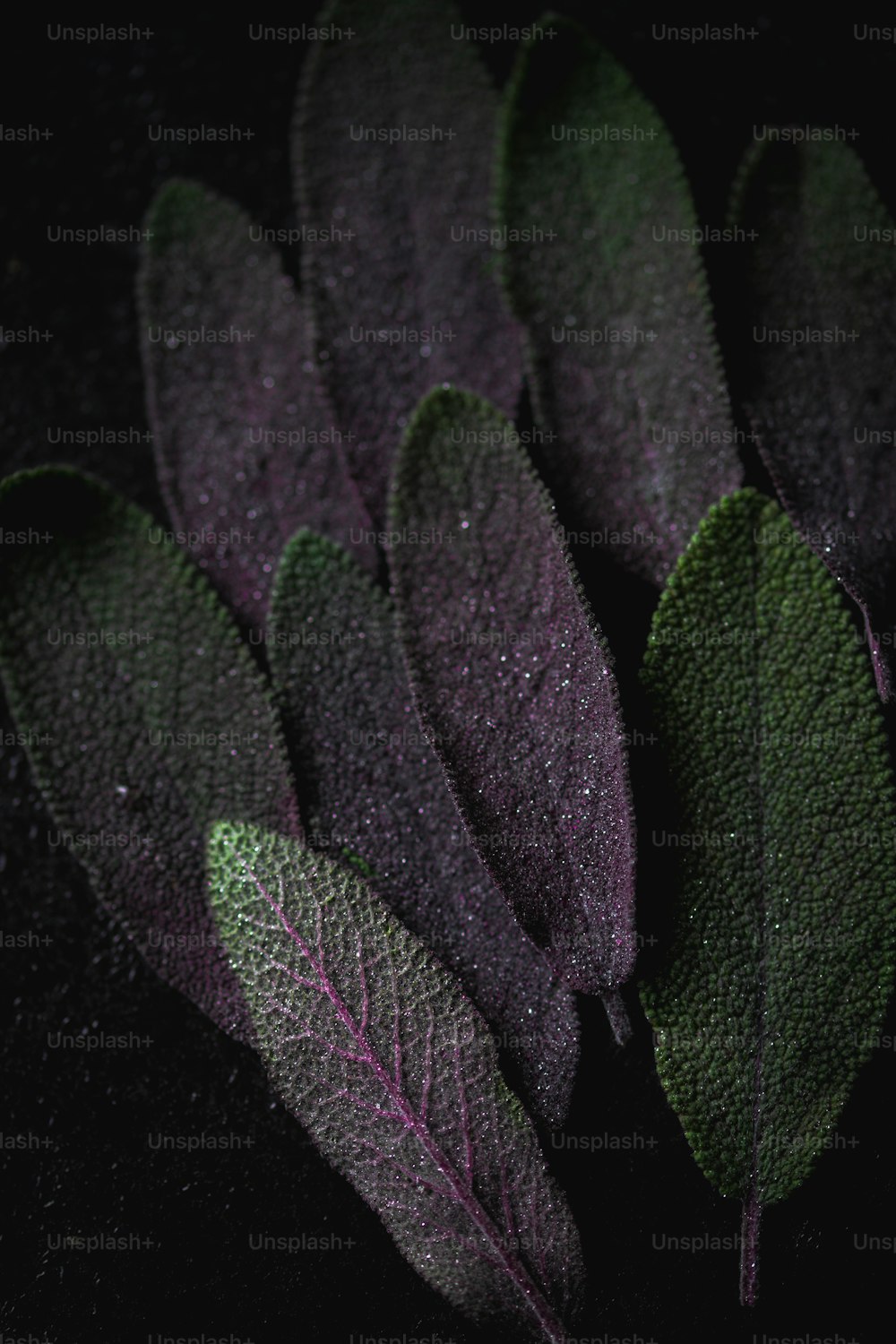 a close up of some leaves on a black surface