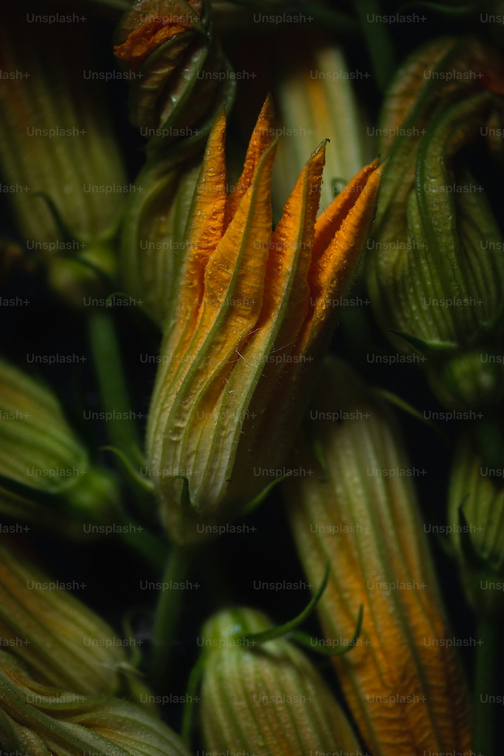 a close up of a bunch of flowers