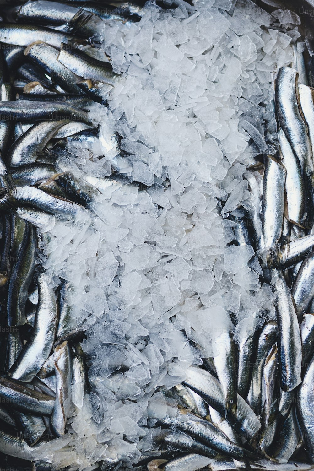un mucchio di pesci seduti in cima a un mucchio di ghiaccio