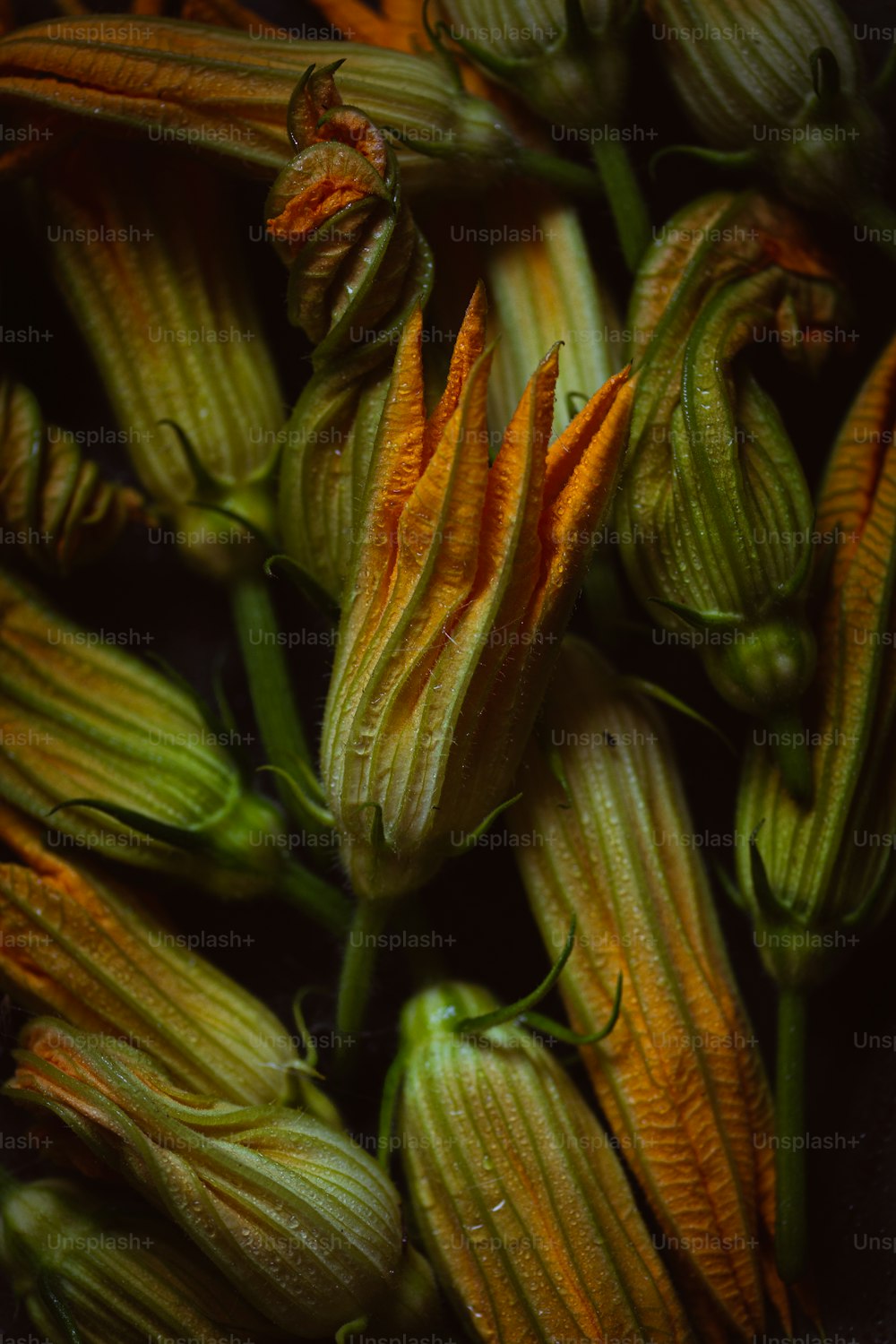 a close up of a bunch of flowers