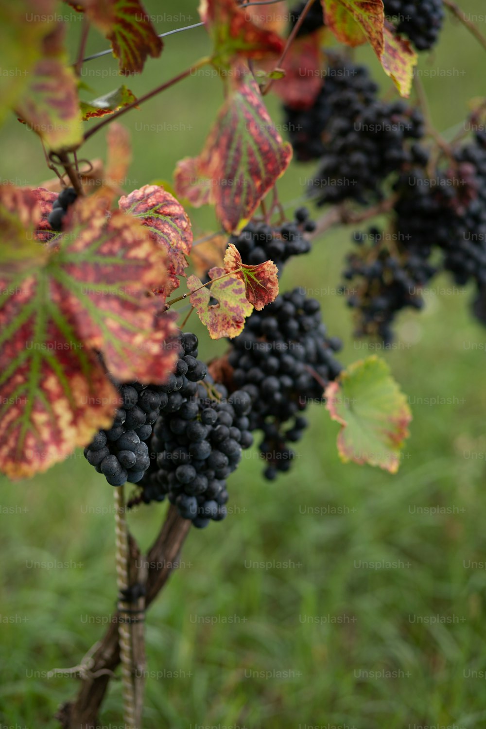 un racimo de uvas colgando de una vid