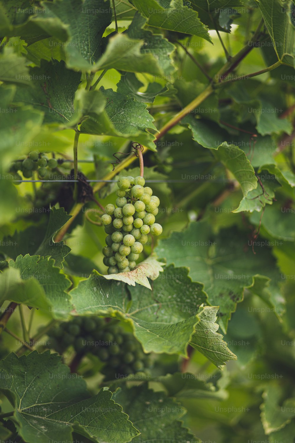 une grappe de raisin vert suspendue à un arbre