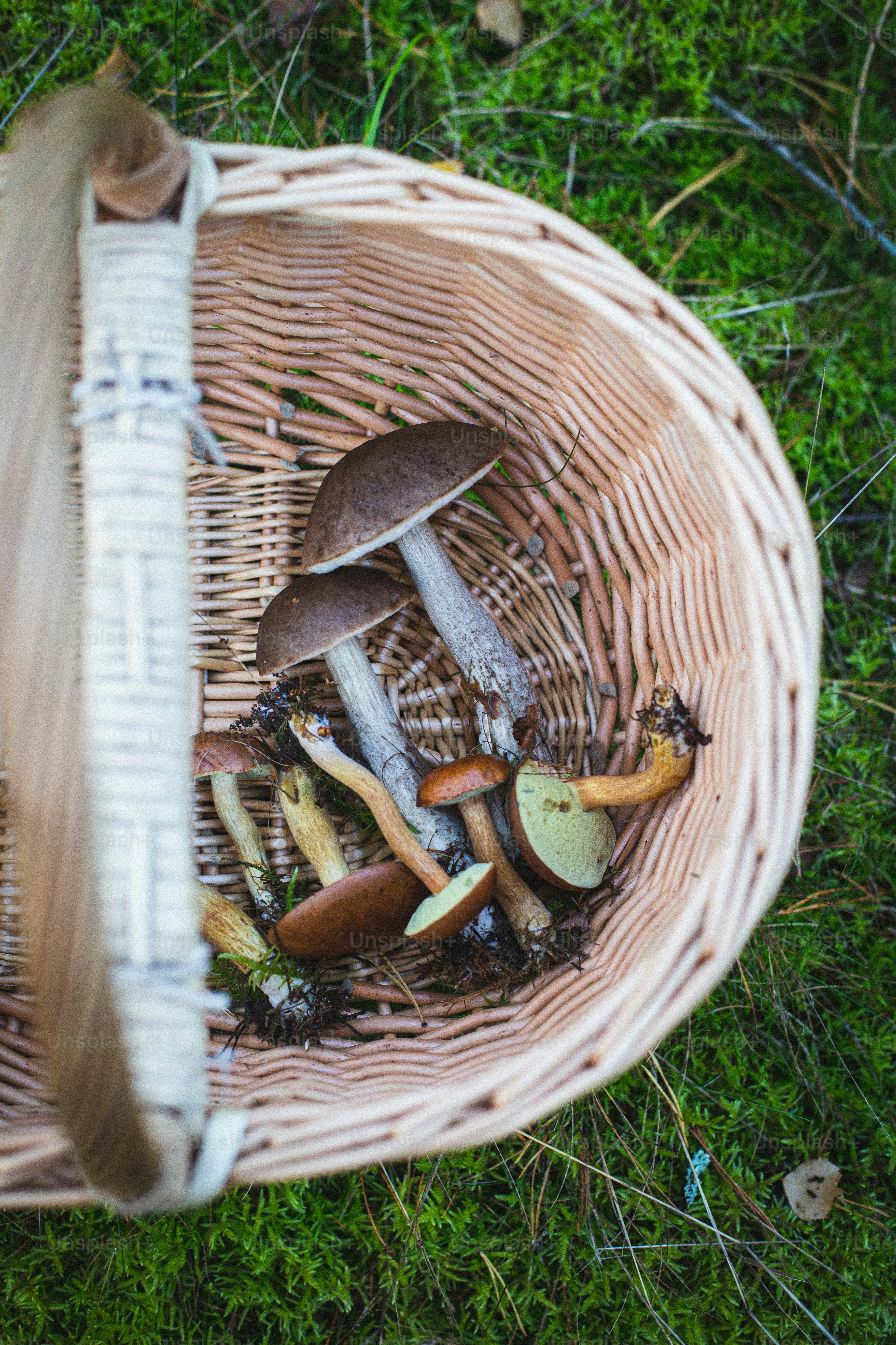 a basket filled with lots of different types of mushrooms