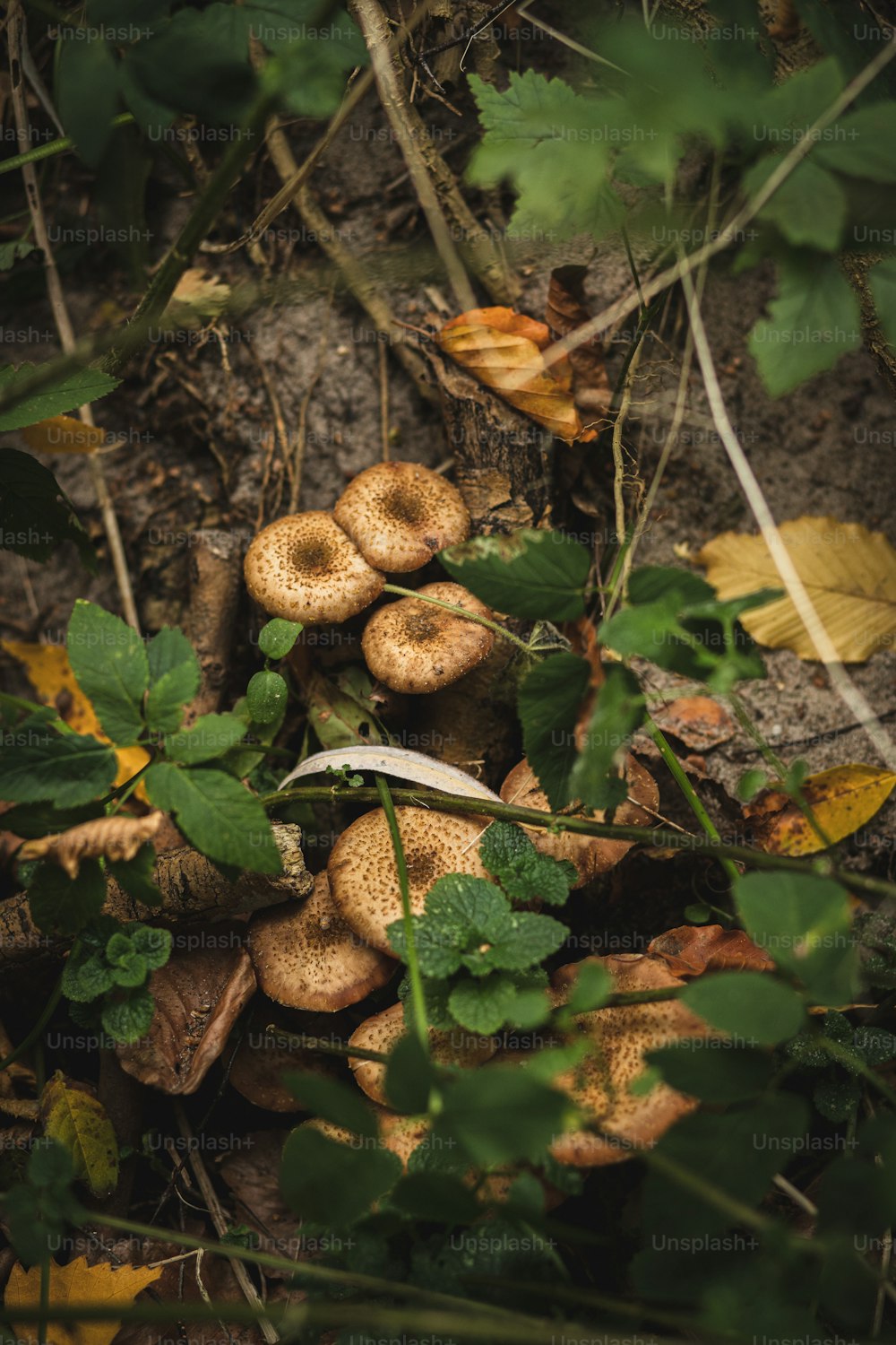 eine Gruppe von Pilzen, die auf dem Boden sind