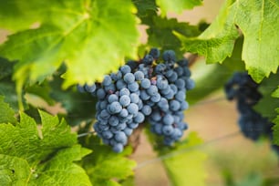 a bunch of grapes hanging from a vine