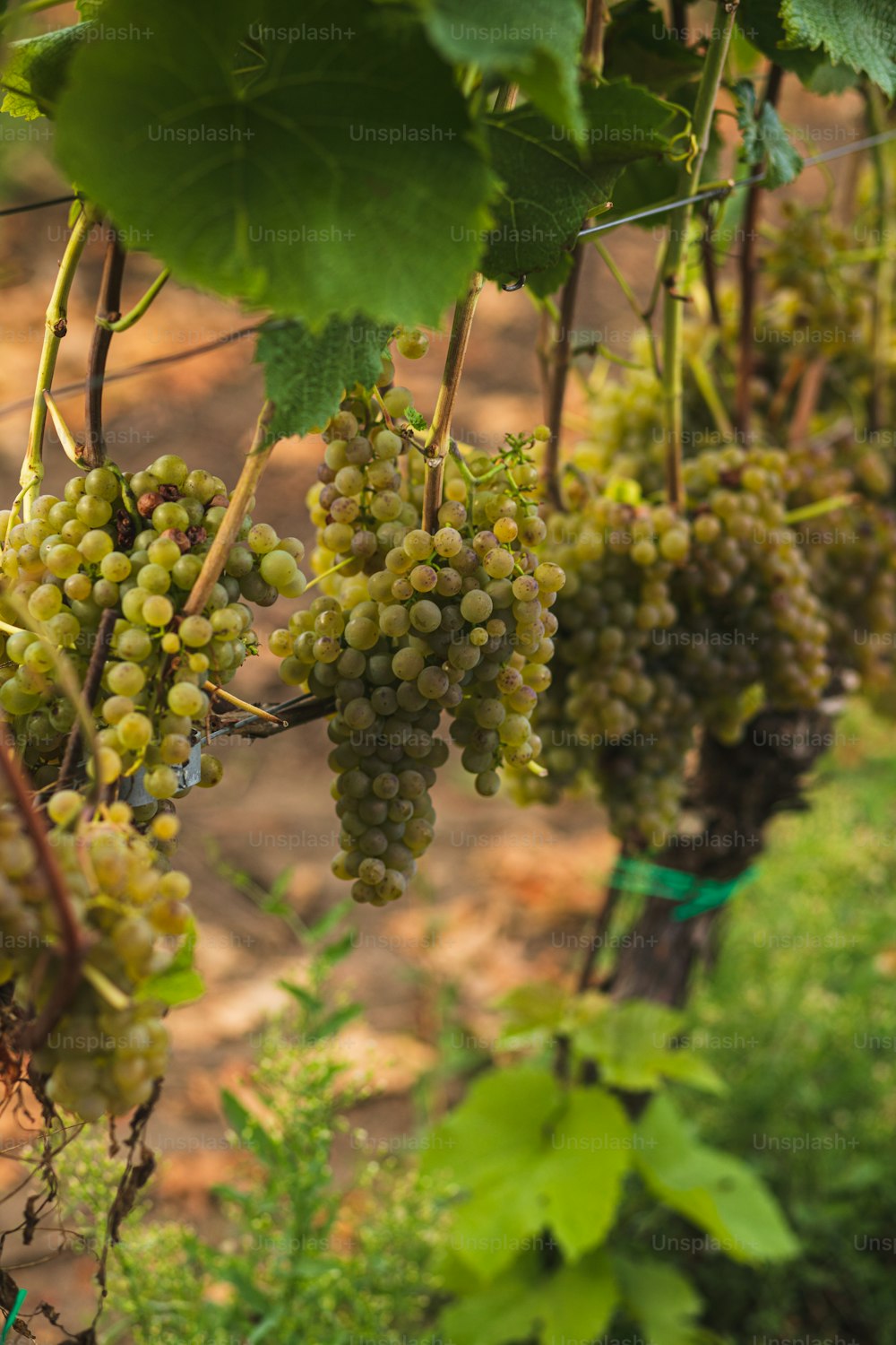 a bunch of grapes hanging from a vine