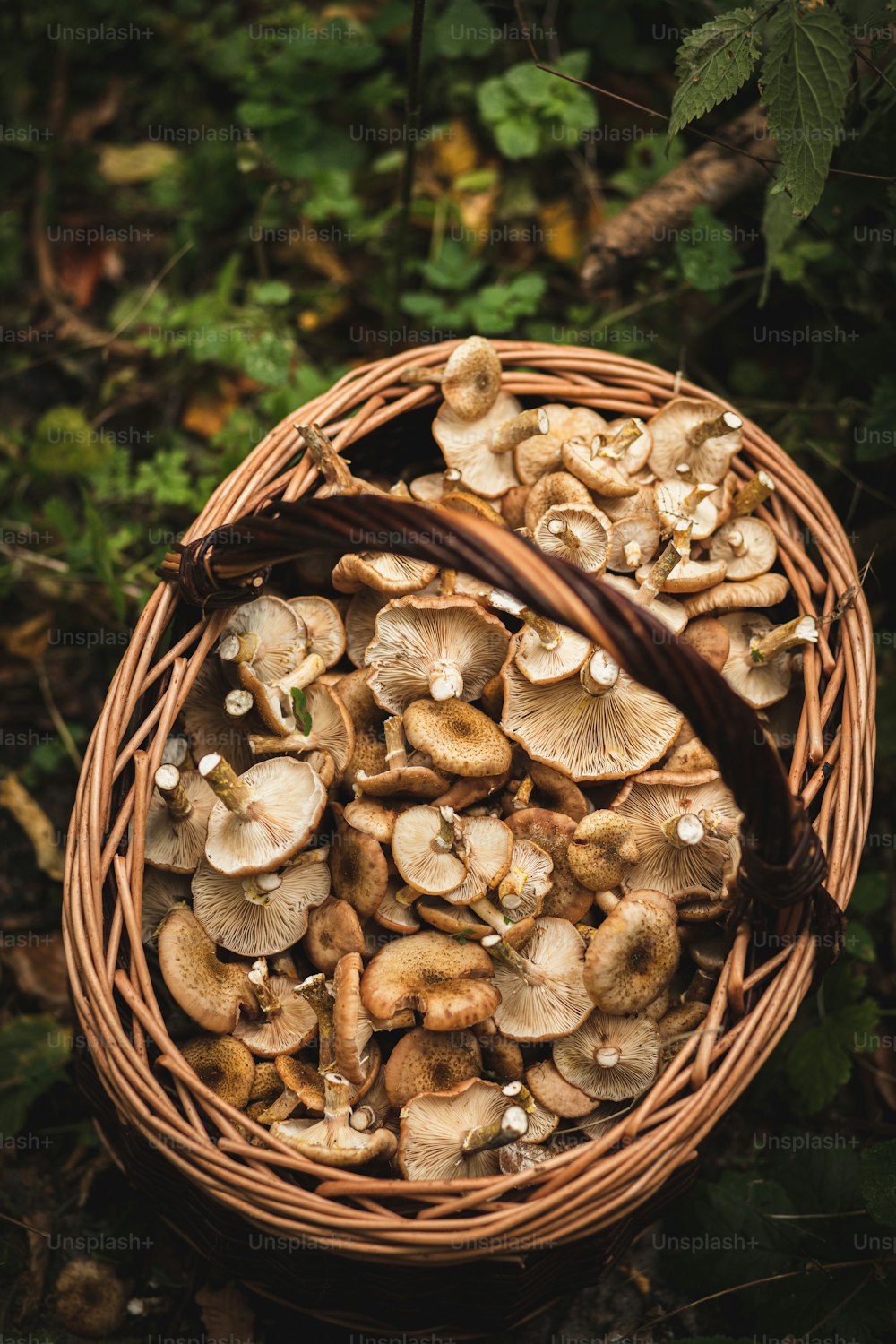 uma cesta cheia de cogumelos sentados no chão