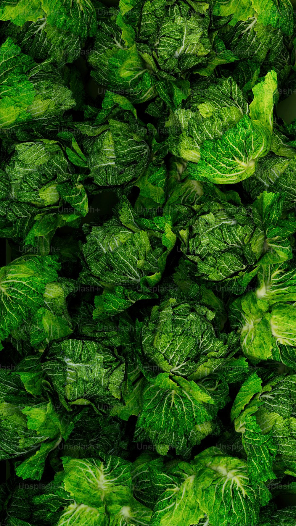 a bunch of lettuce that are green