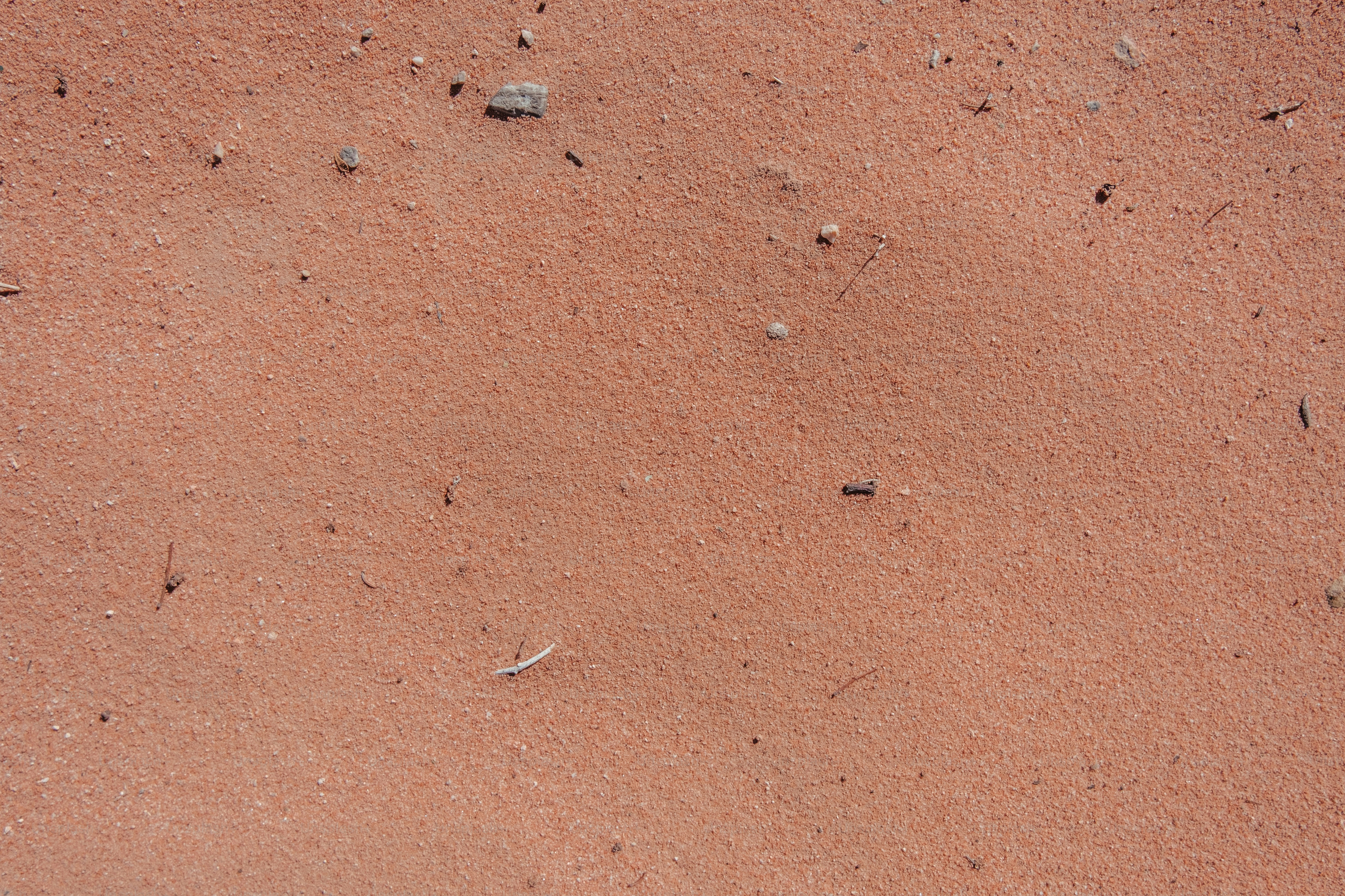 晴れた日に鳥が土の中に立っている