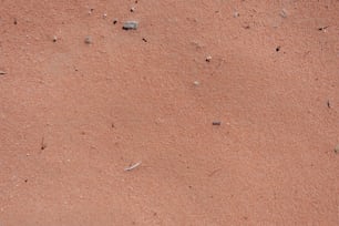 Un uccello è in piedi nella sporcizia in una giornata di sole