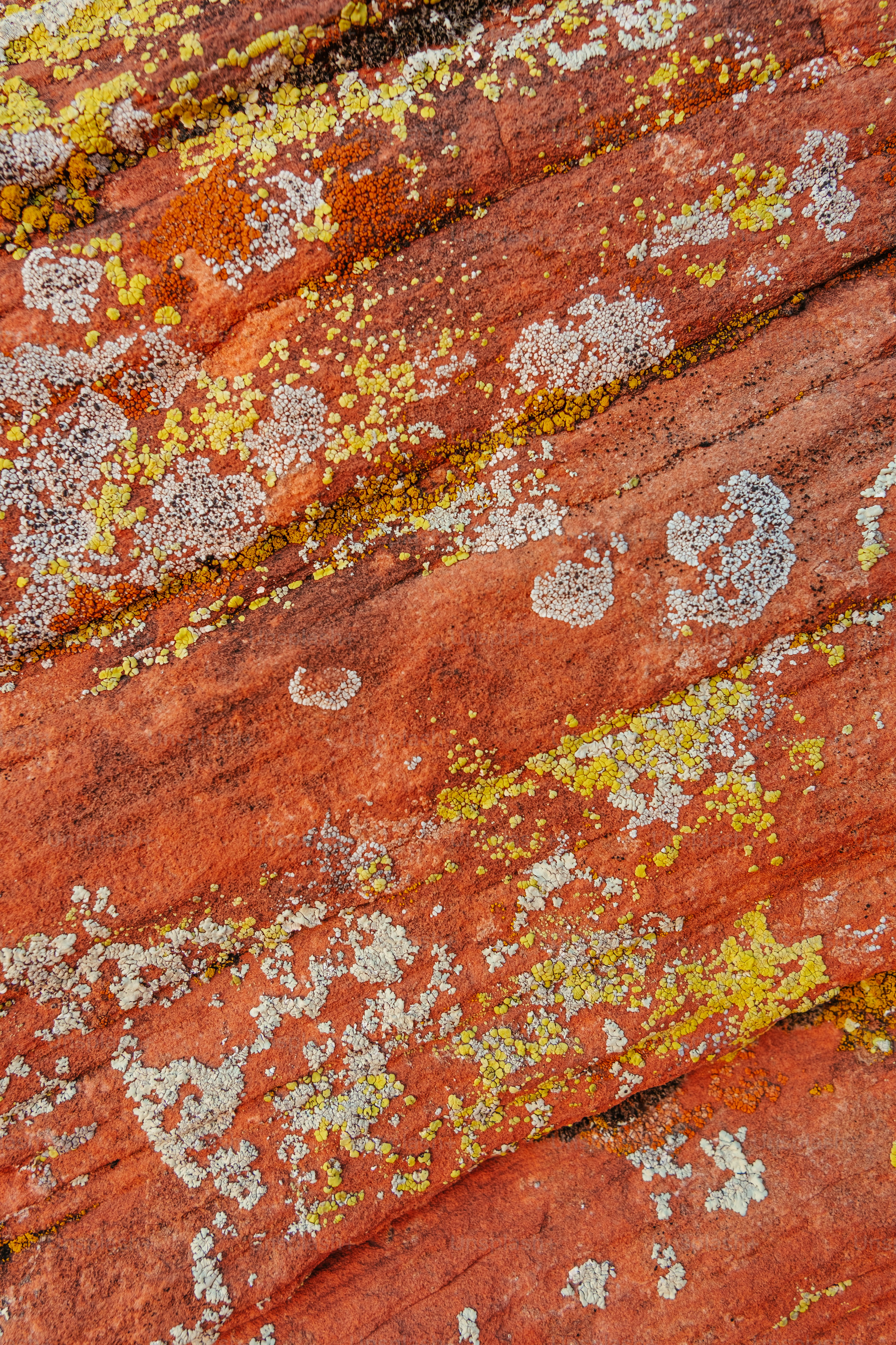 地衣類と苔が生えている岩のクローズアップ