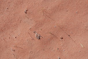 uma imagem de um pequeno inseto na areia