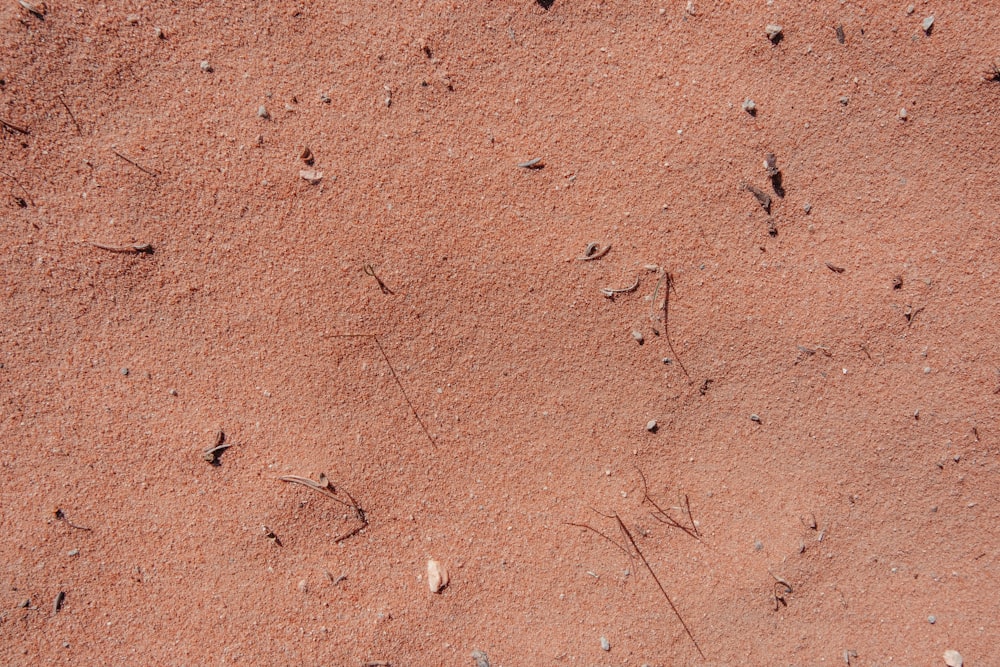 Impronte del piede di un uccello nella sabbia su una spiaggia