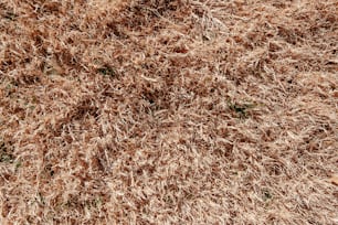 un gros plan d’un tas d’herbe brune