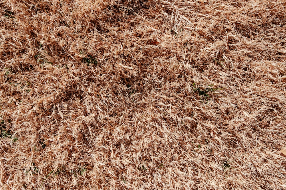 a close up of a pile of brown grass