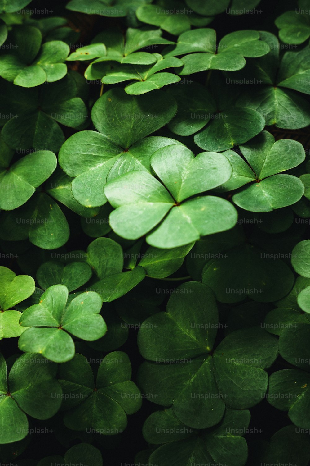 a close up of a bunch of green leaves