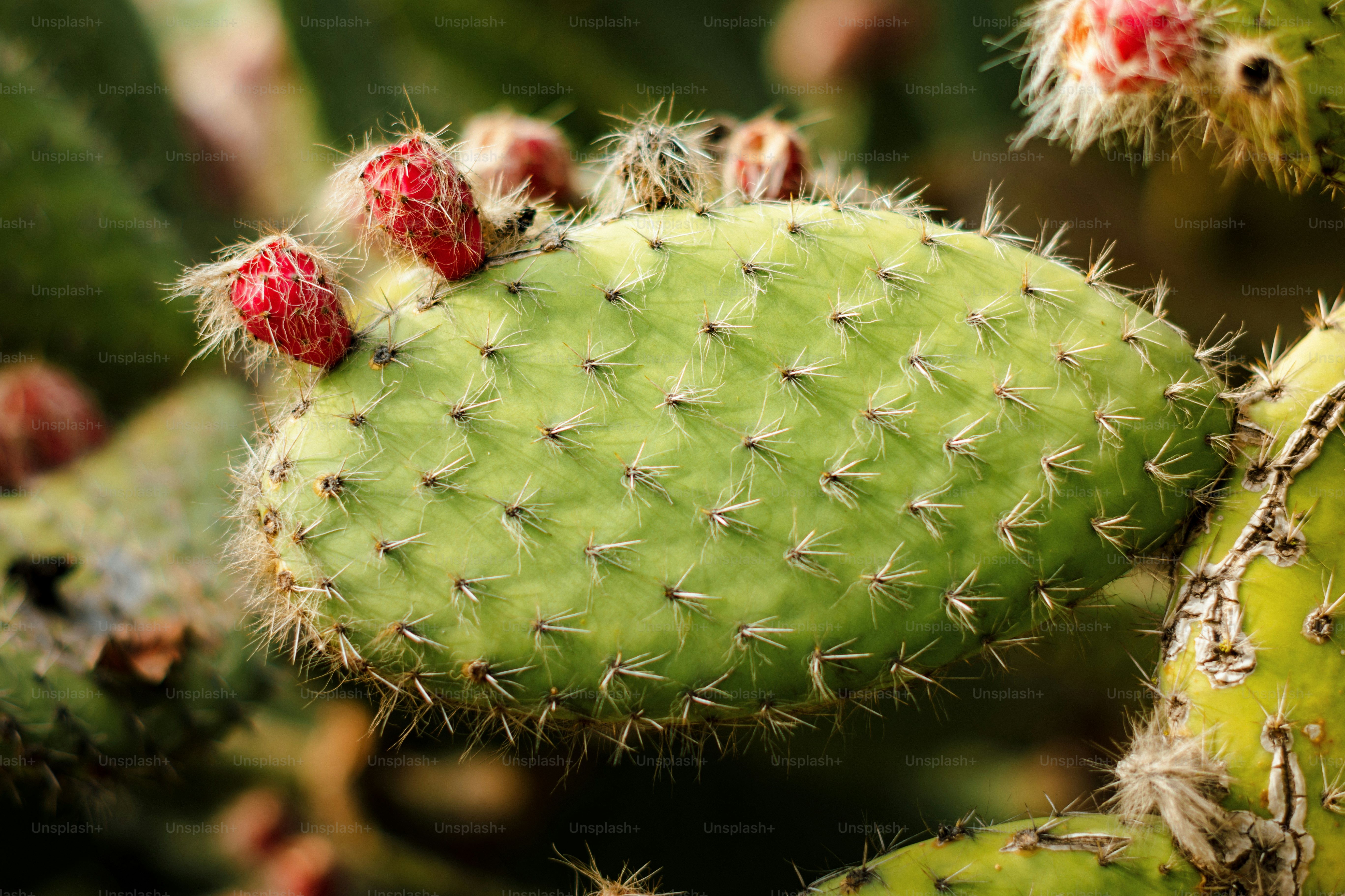 A close up of a green cactus with red fruit photo  Texture Image on  Unsplash