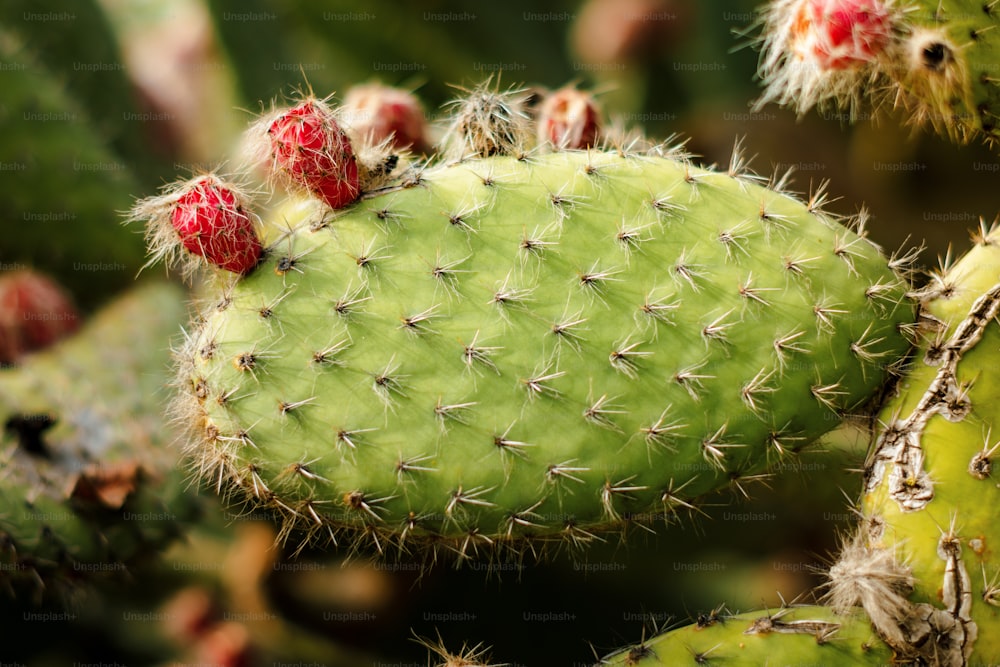 a close up of a green cactus with red fruit