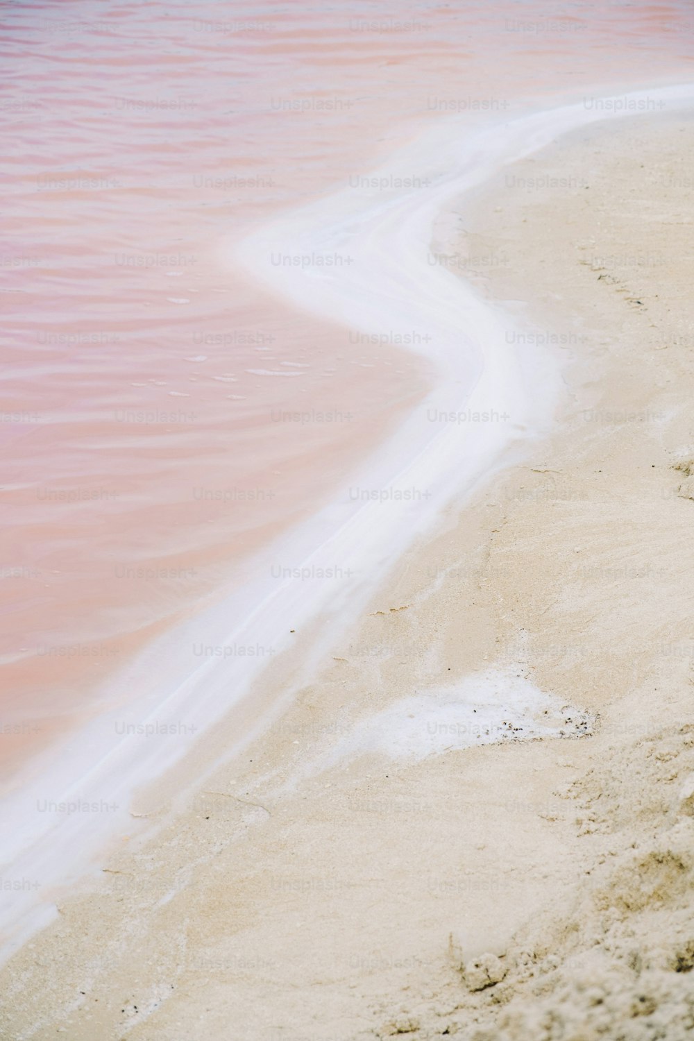 Un pájaro parado en una playa junto a un cuerpo de agua