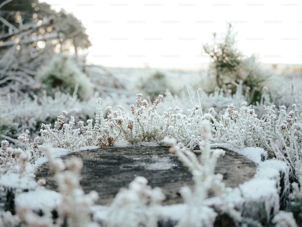 a snow covered tree stump in a field