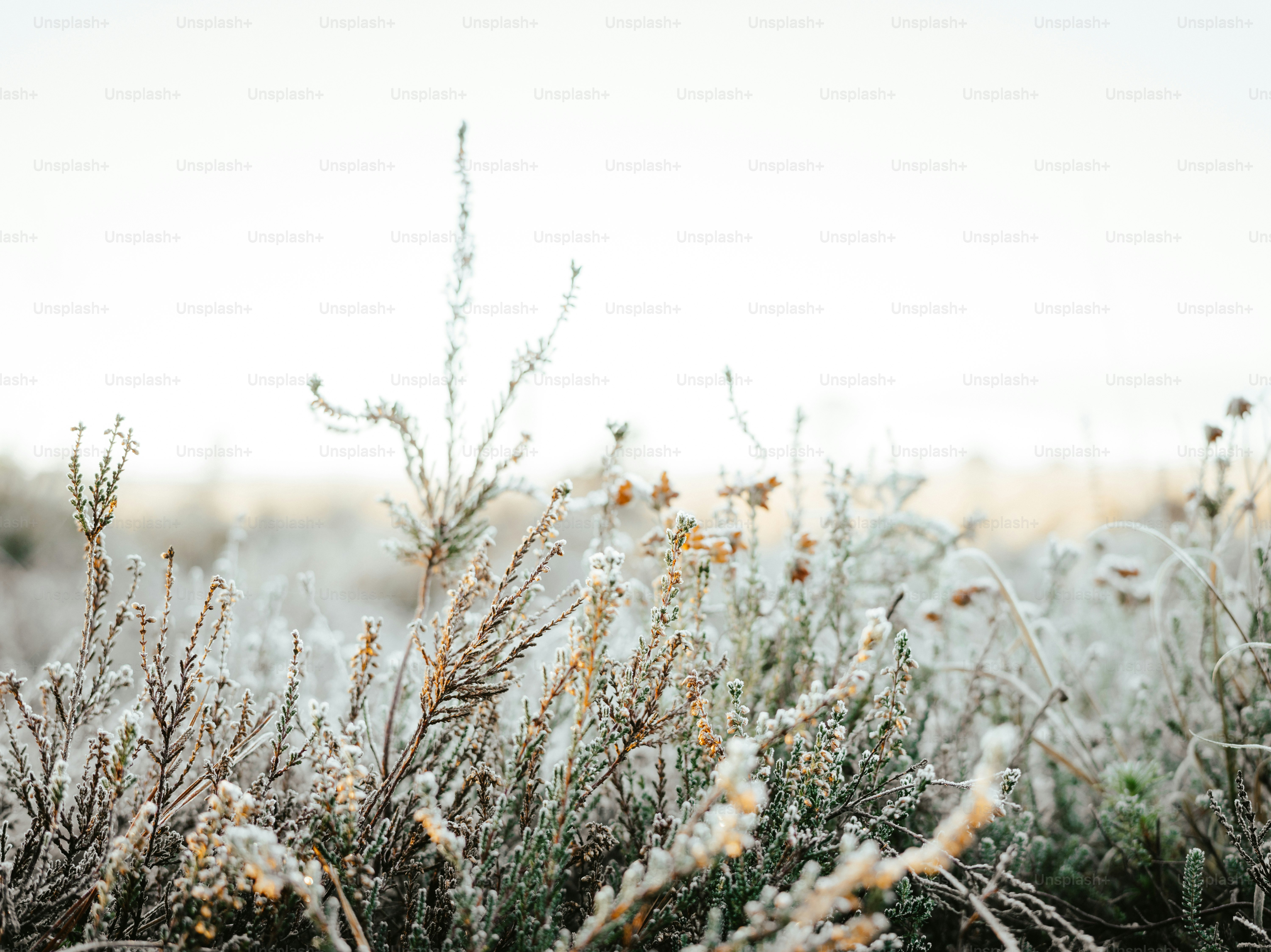 a bunch of plants that are in the grass