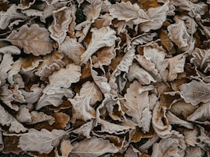 땅에있는 나뭇잎 무리