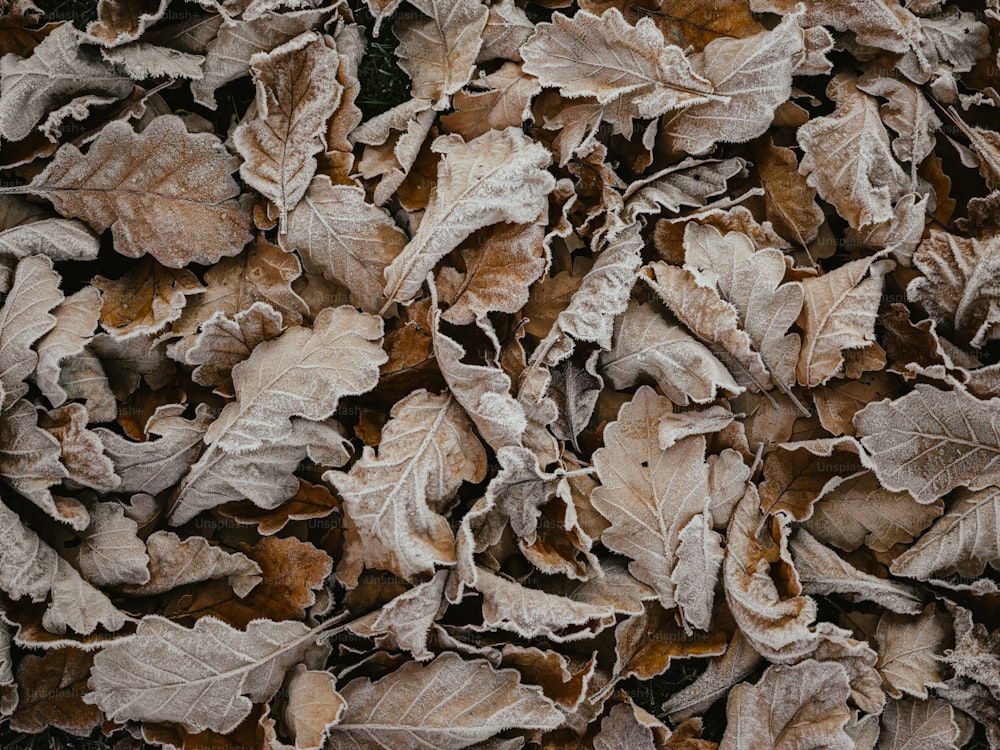 地面にある葉の束