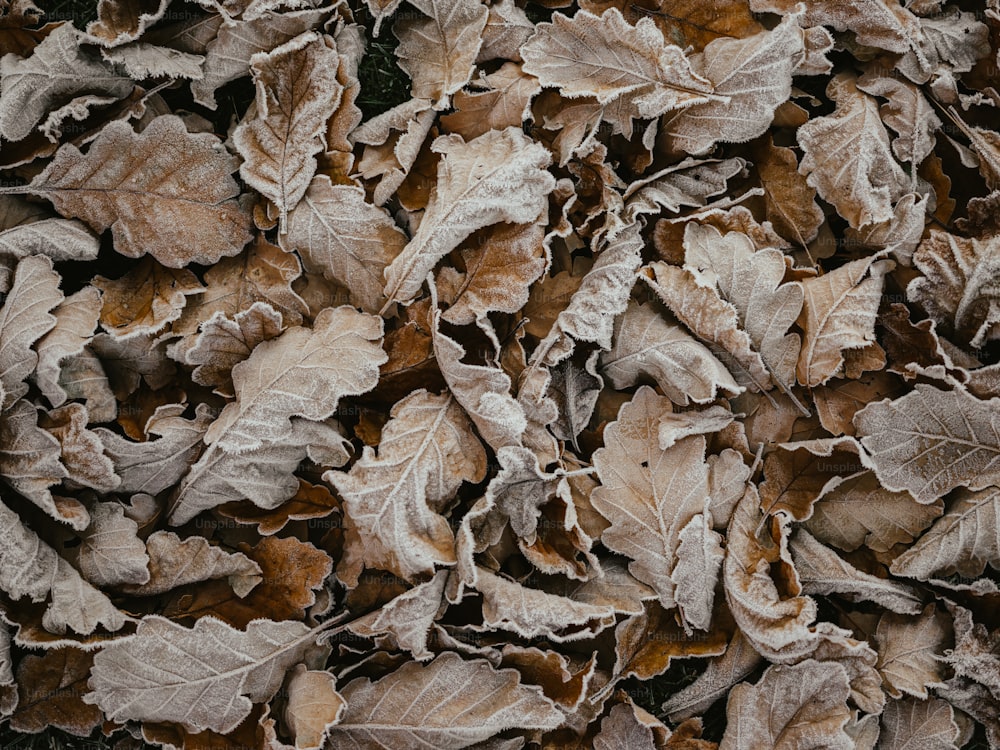 a bunch of leaves that are on the ground