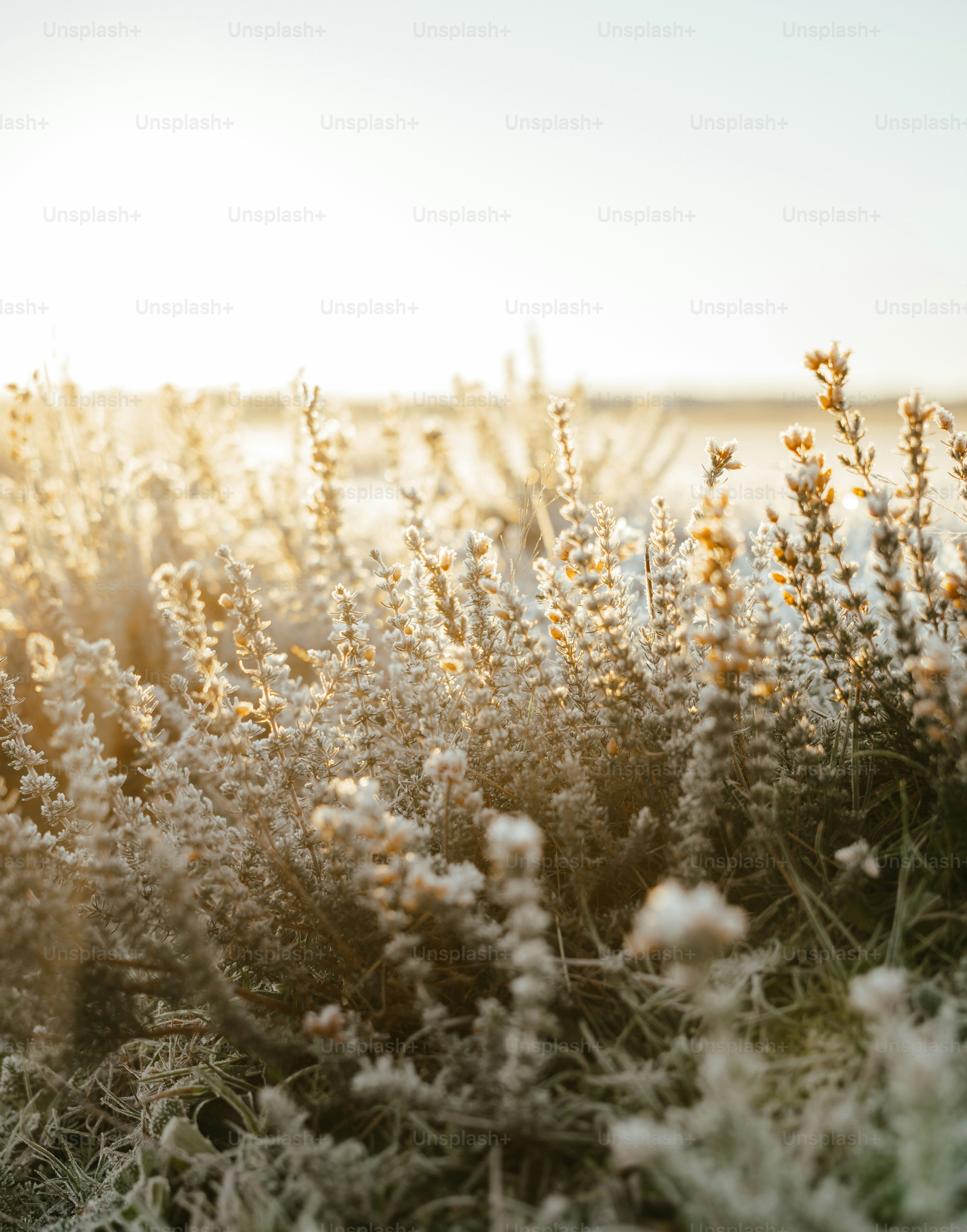 a bunch of flowers that are in the grass